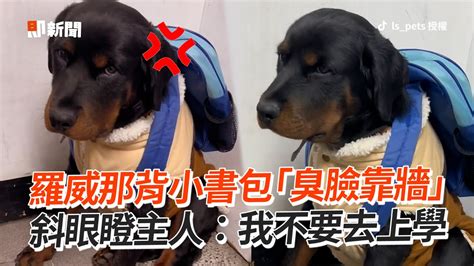 羅威那犬背小書包「臭臉靠牆」斜眼瞪主人：我不要去上學｜rottweiler｜可愛寵物狗｜精選影片 Youtube