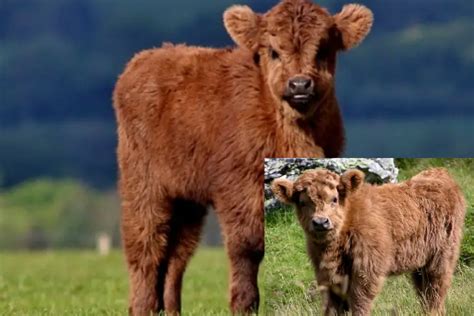 An Overview of Miniature Cattle Breeds: Compact and Curious - Cattle Daily