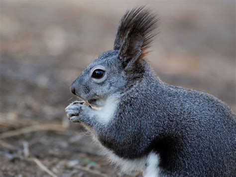 Are Squirrels Rodents? | Pests Banned