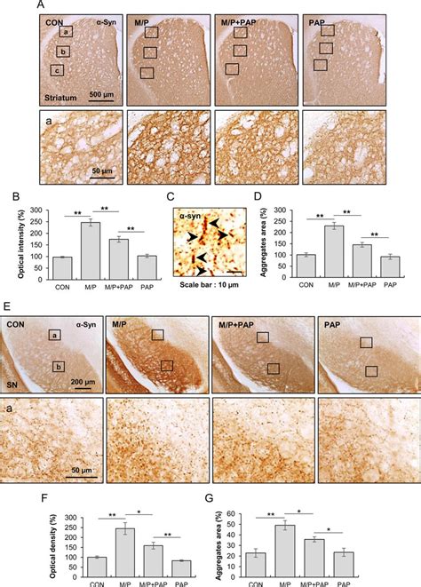 PAP reduced α synuclein expression and aggregation in MPTP P treated