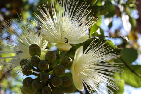 Flores do cerrado Conheça 12 das mais belas e exóticas espécies Dia