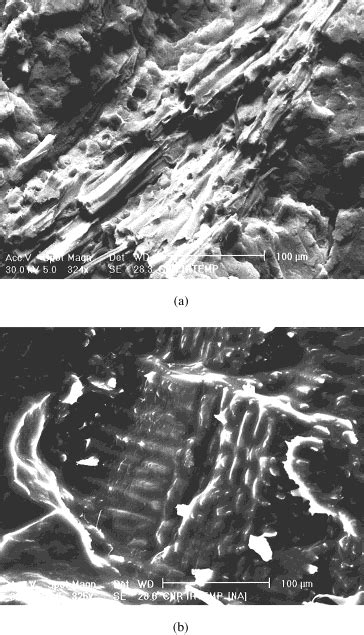 Sem Micrographs A Fracture Surface Of Download Scientific Diagram