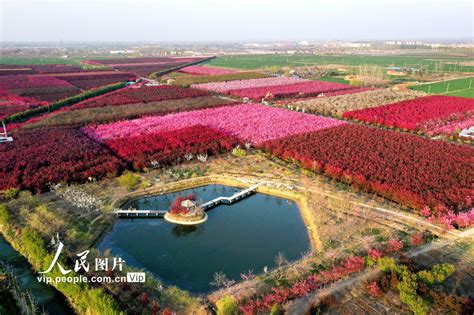 江苏沭阳：海棠花开红艳艳