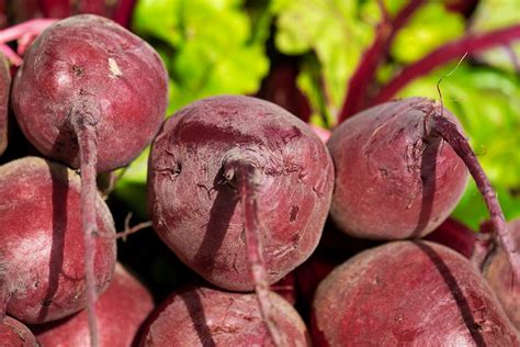 Rote Bete Das Unkomplizierte Gartengem Se Gartenflora