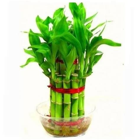 Desk Accessories Well Watered Lucky Bamboo 2 Layer Plant For Decoration At Best Price In Mumbai