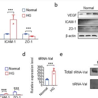 The Expression Level Of TiRNA Val Was Upregulated In DR Mice And High