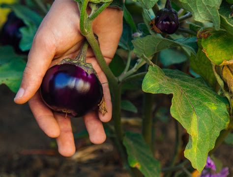 How To Grow Eggplant Top Tips For Planting Eggplant Backyard Boss