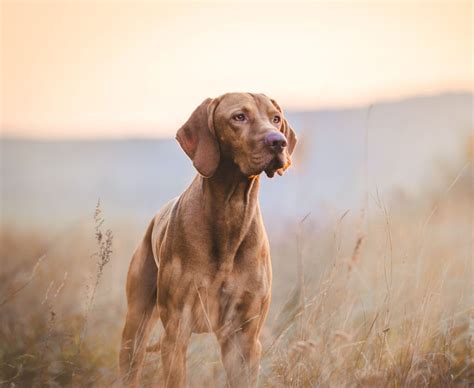 Cane Segugio Carattere Cura E Alimentazione Arcamagazine