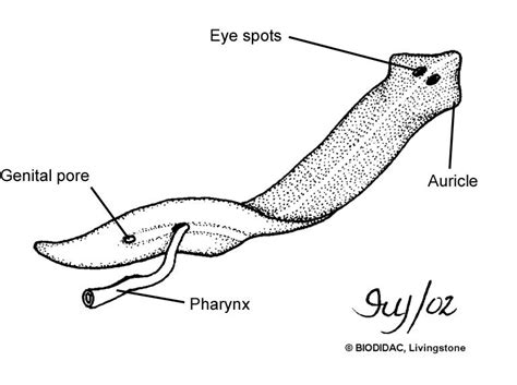 Turbellarian is a type of flatworm. Flatworm, Taxonomy, Livingston ...