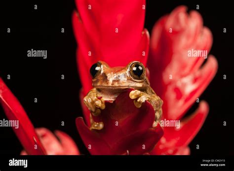 Peacock Tree Frog Stock Photo - Alamy