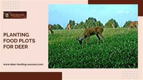 Planting Food Plots for Deer