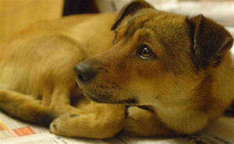 中华田园犬土狗和柴犬区别，体型性格柴犬独立土狗温顺 为什么