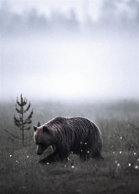 bear poster bear print wilderness wall art  nature lovers poster