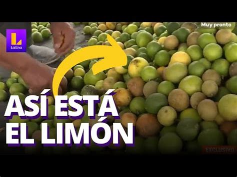 Precio Del Lim N Por Qu La Productividad Ha Ca Do En Qu Regiones