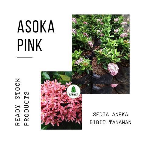 Jual Tanaman Hias Bunga Asoka Soka Pink Bibit Pohon Saraca Indica