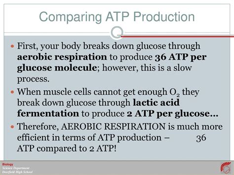 Energy Transformations In Living Organisms Cellular Respiration Ppt