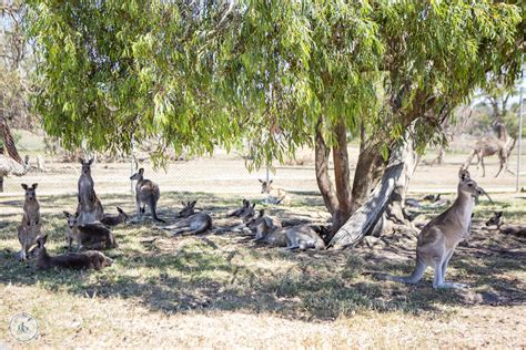 The Big Goose, Moorooduc — mamma knows south