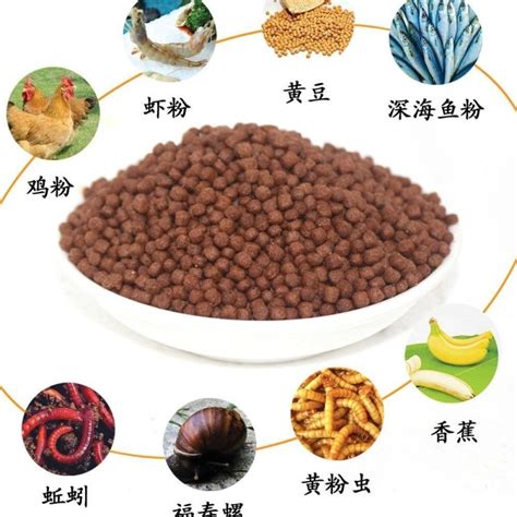 usd  turtle feed water turtle feed turtle feed special turtle