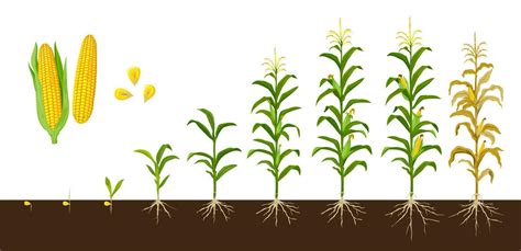 Corn Maize Growth Stages Vegetable Crop Plant 23504597 Vector Art At