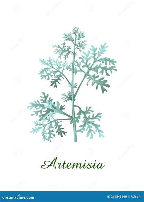 Artemisia Plant Green Grasses Herbs And Plants Collection Vector