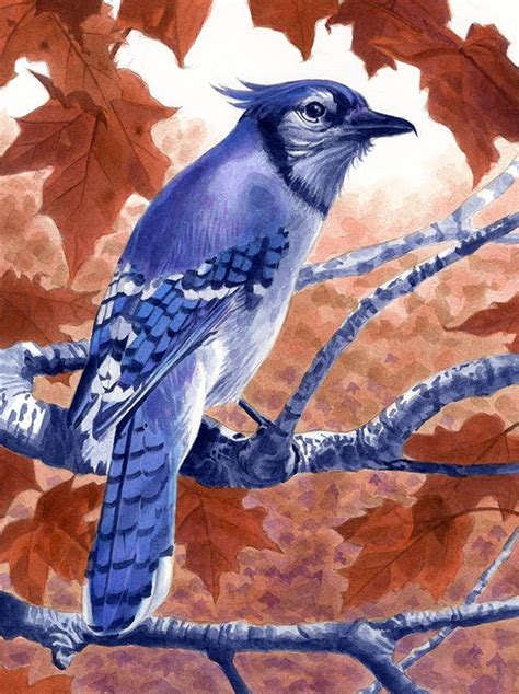 Alan Hawley Illustration: Blue Jay Painting