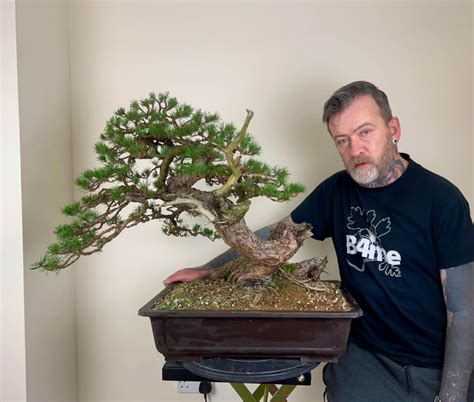 Scots Pine Bonsai Bonsai4Me