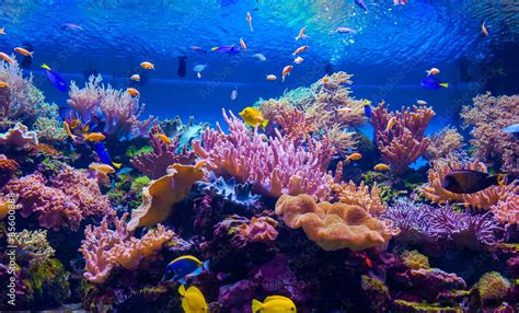 Foto De Tropical Fish On A Coral Reef Do Stock Adobe Stock