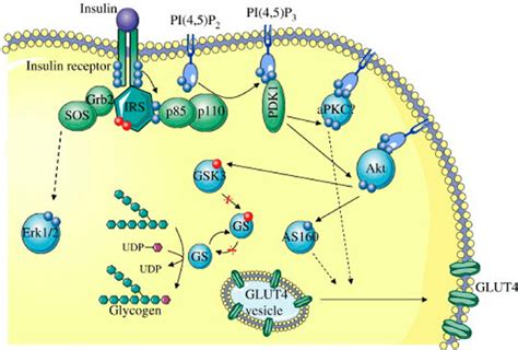 Insulin Resistance Pathway