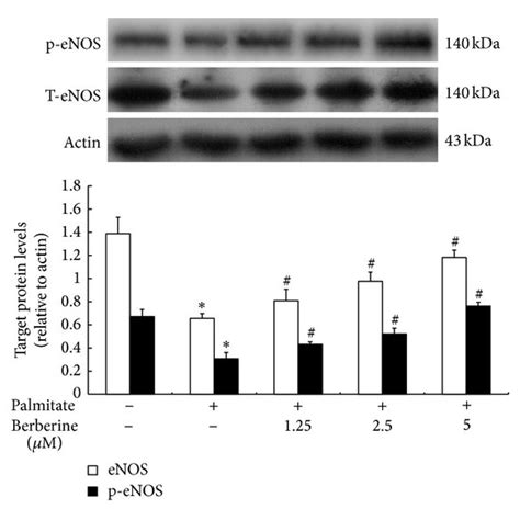 The Effects Of Berberine On Protein Expression Of ENOS P ENOS Akt