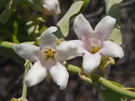 Araujia Sericifera Profile California Invasive Plant Council