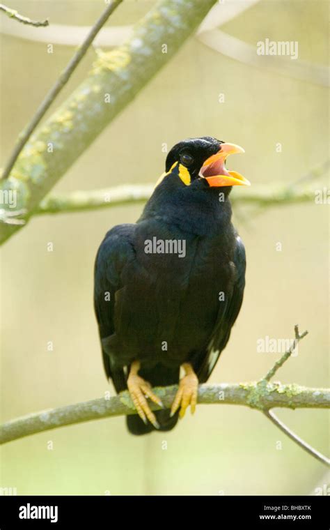 Mynah Birds Cage Hi Res Stock Photography And Images Alamy