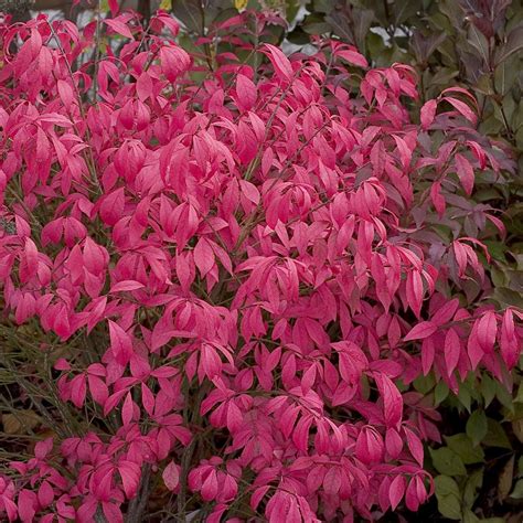 Euonymus Alatus Unforgettable Fire Fusain Aile Burning Bush Nos