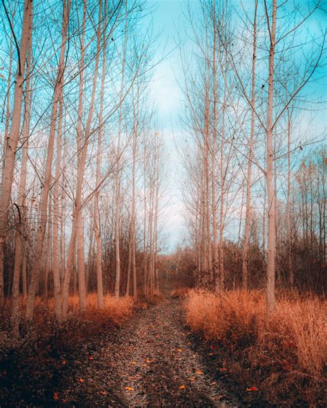 Free picture: forest, autumn season, forest path, autumn, pathway ...