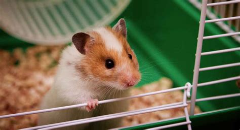 Best Syrian Hamster Cage