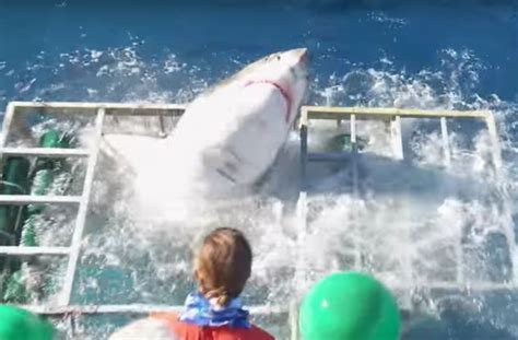 Terrifying Video Shows Great White Shark Break Into Cage With Diver