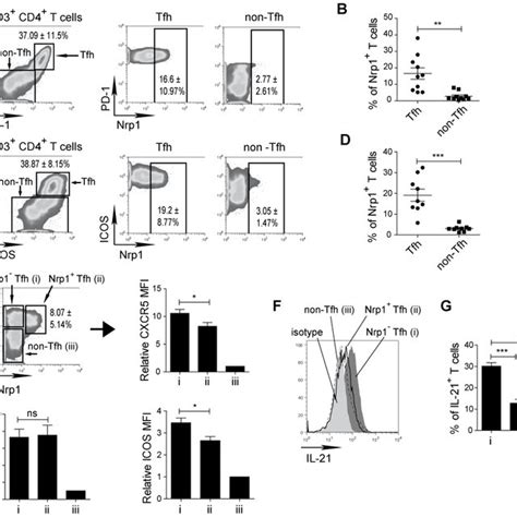 Schéma Simplifié De La Différenciation Des Lymphocytes T Naïfs Les