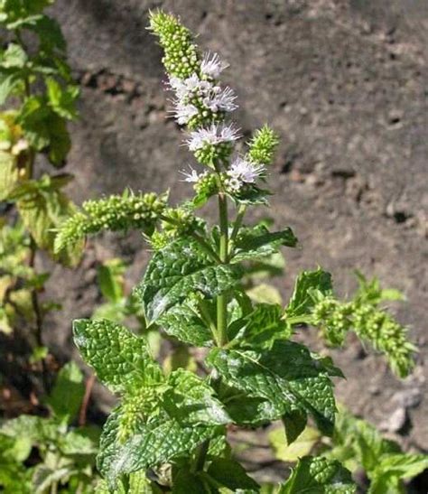 Mentha Spicata