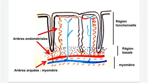 vascularisation endomètre UE8 Spé Petit Bassin Tutorat Associatif