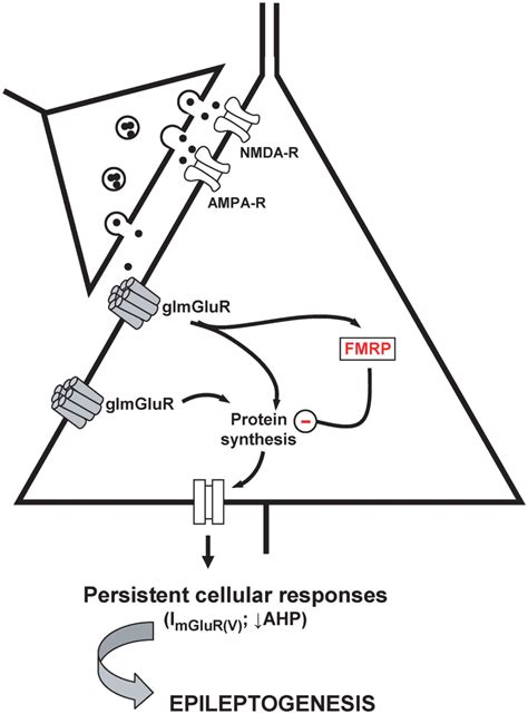 Group I MGluR Model Of Epileptogenesis Activation Of Group I MGluRs