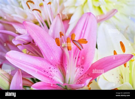 Pink And White Lilies Close Up Pistil And Stamens Stock Photo Alamy