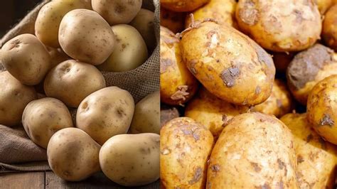 Worlds Most Expensive Potato Priced At Rs 50000 Per Kg Know What