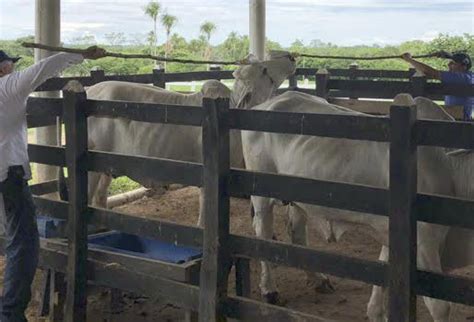 Conozca El Temperamento De La Raza Brahman Y Sus Cuidados Contexto