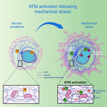 Cell Stretching Activates An ATM Mechano Transduction Pathway That