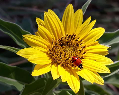 Bug of the Week: Ladybug Surprise – Growing With Science Blog