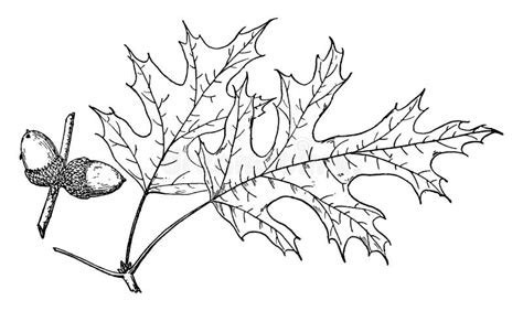 Quercus Ellipsoidalis Stock Illustrations Quercus Ellipsoidalis