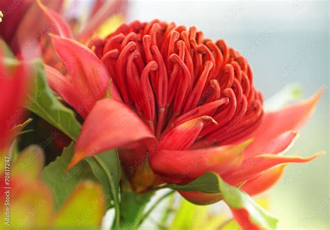 Waratah flower Stock Photo | Adobe Stock