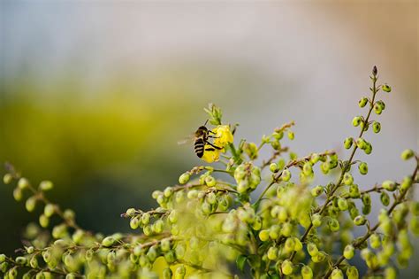 Bee Yellow Wildflowers Pollination - Free photo on Pixabay