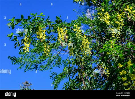 Tree With Many Yellow Flowers And Buds Of Laburnum Anagyroides The