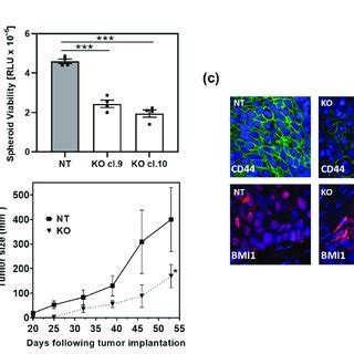 Arrb Depletion Affects Spheroid Formation And Tumor Growth Arrb Ko