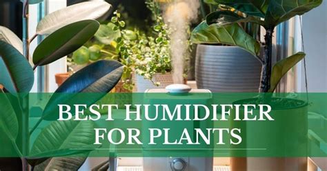 Best Humidifier for Plants (Guide and Reviews) ⋆ Indoor Plant Gear